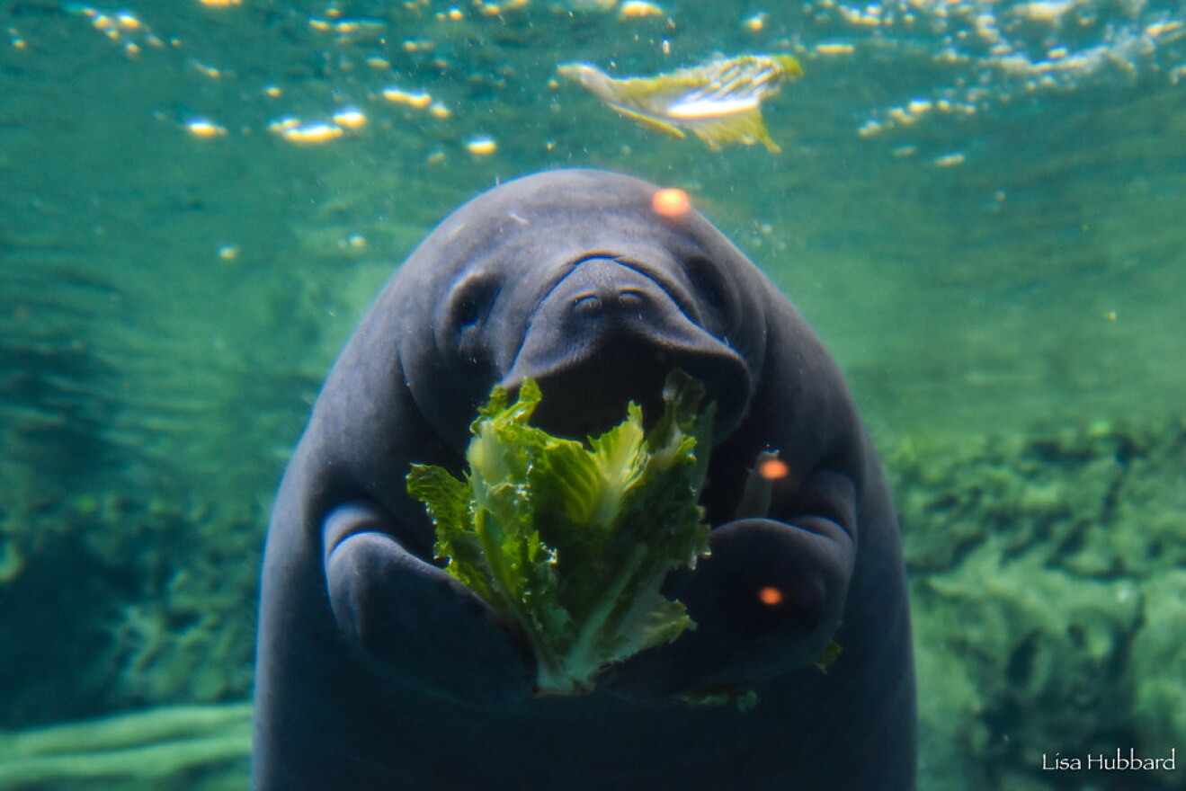 Truffleshuffle has a munch on some lettuce at Manatee Springs.